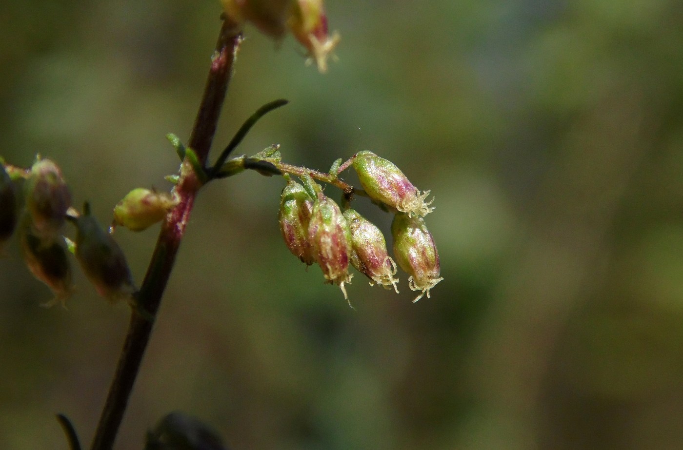 Изображение особи Artemisia scoparia.