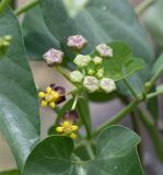 Cynanchum insipidum