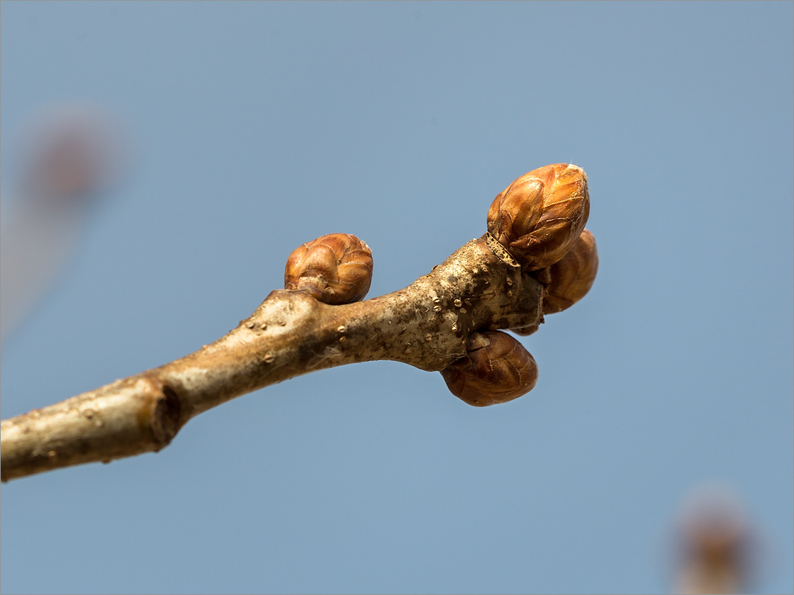 Image of Quercus robur specimen.