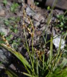 Carex digitata