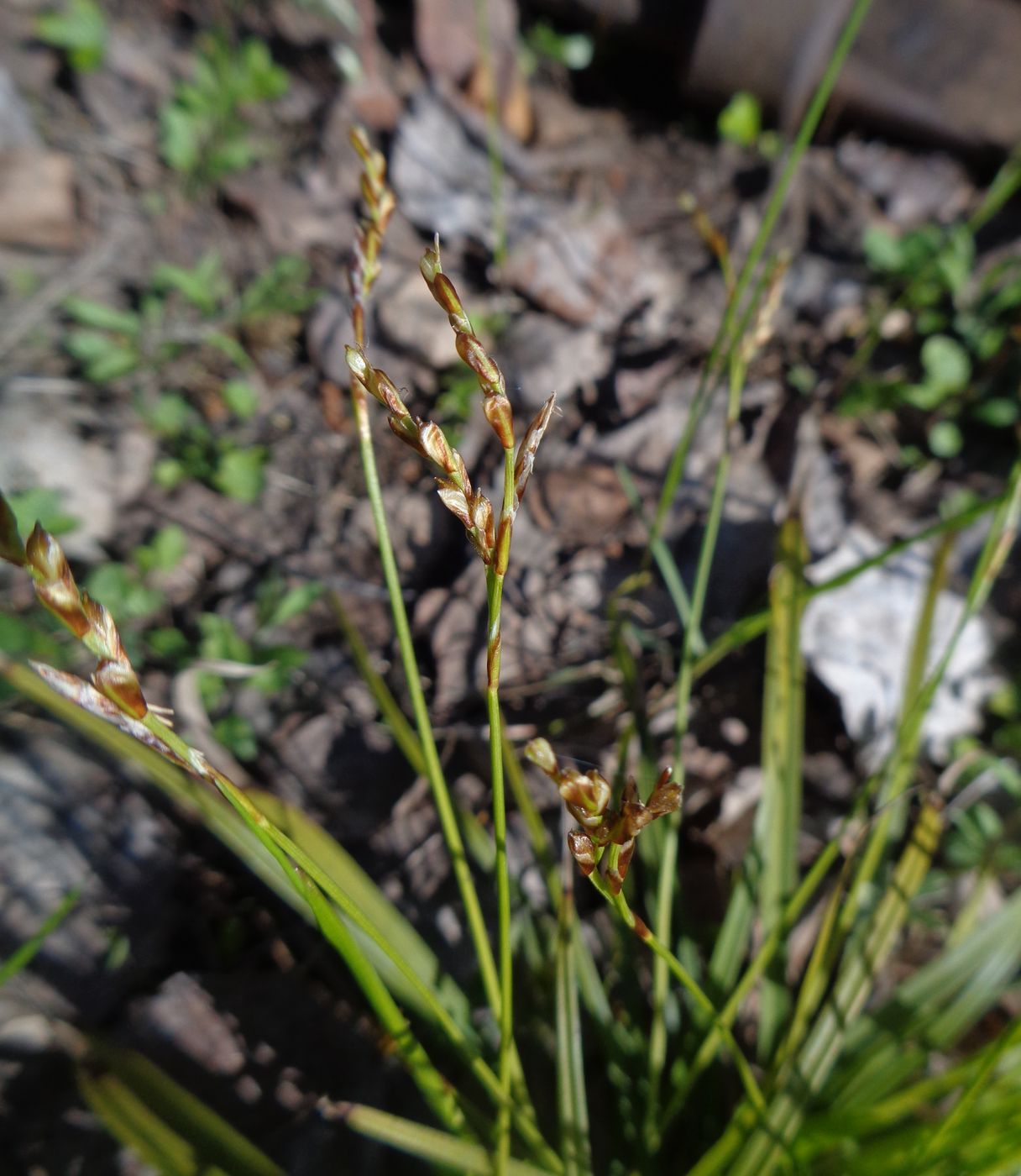 Image of Carex digitata specimen.