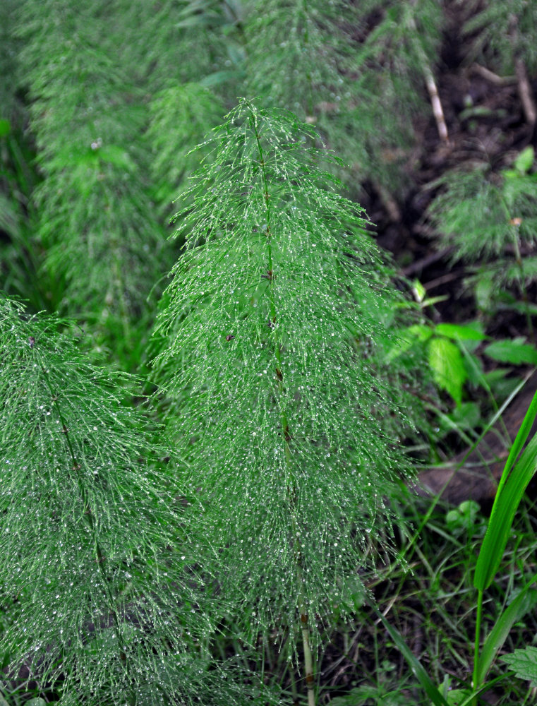 Изображение особи Equisetum sylvaticum.