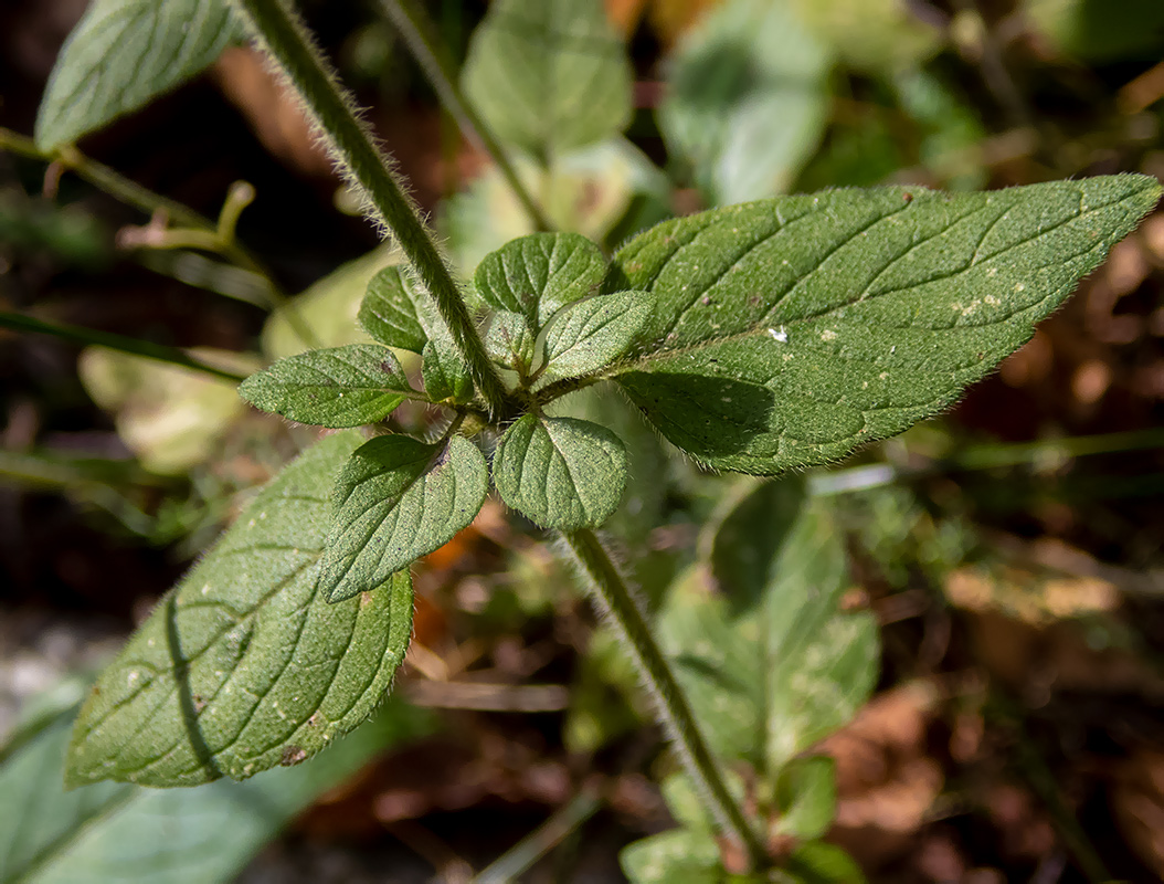 Изображение особи Clinopodium vulgare.