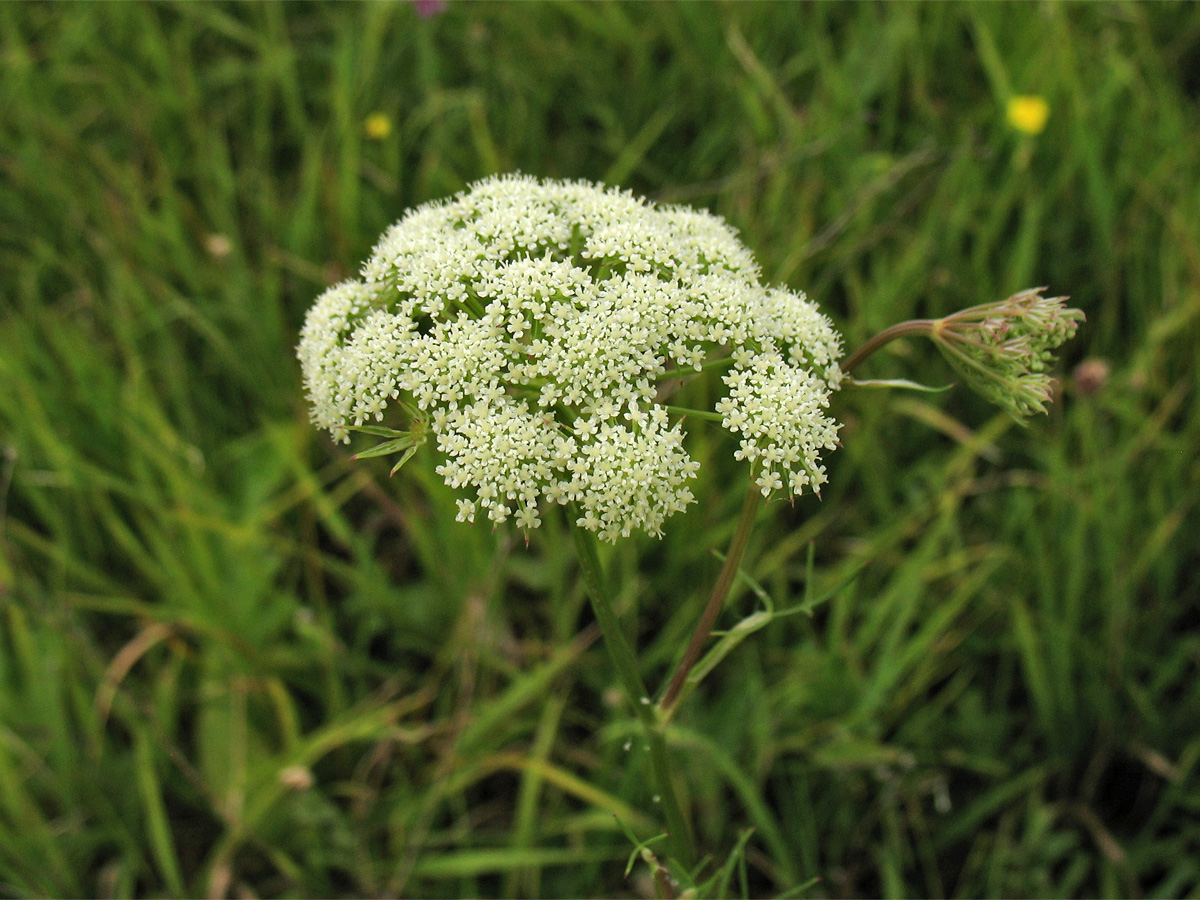 Image of Seseli annuum specimen.