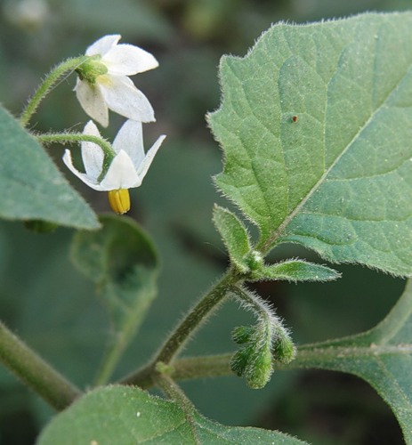 Изображение особи Solanum nigrum ssp. schultesii.