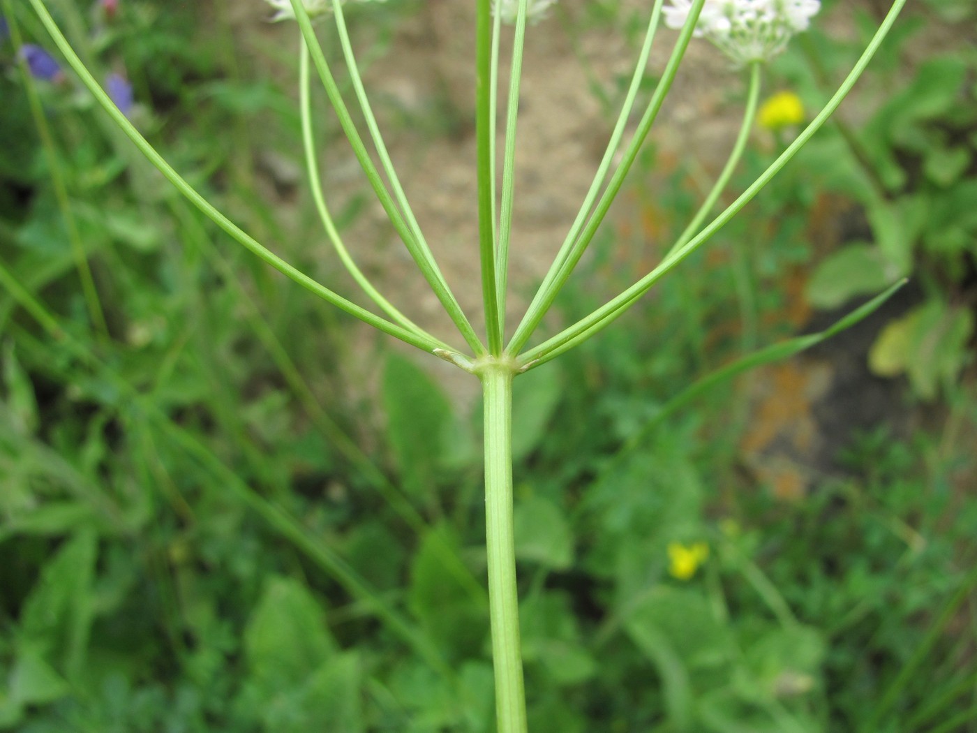 Изображение особи Astrodaucus orientalis.