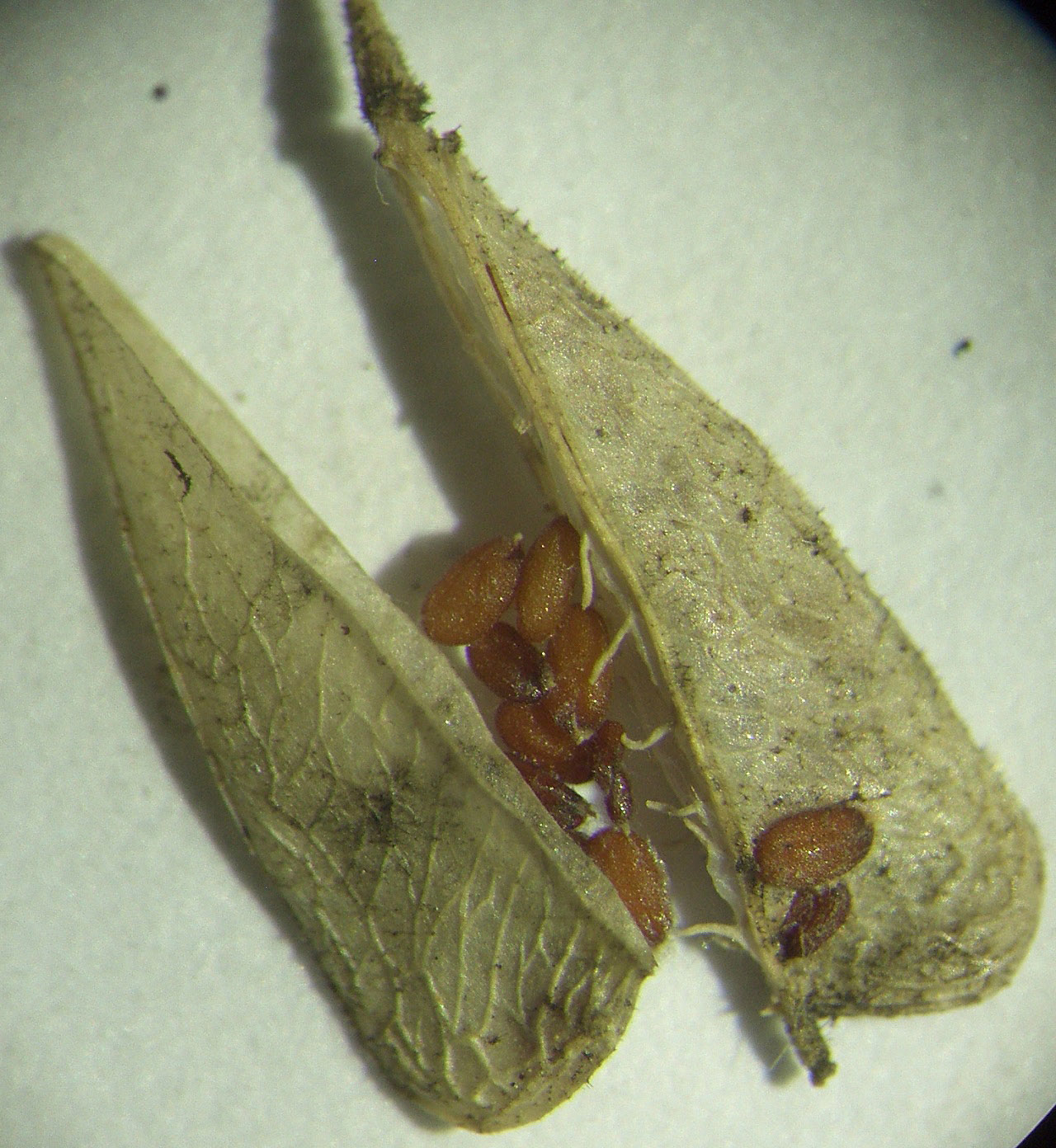 Image of Capsella bursa-pastoris specimen.