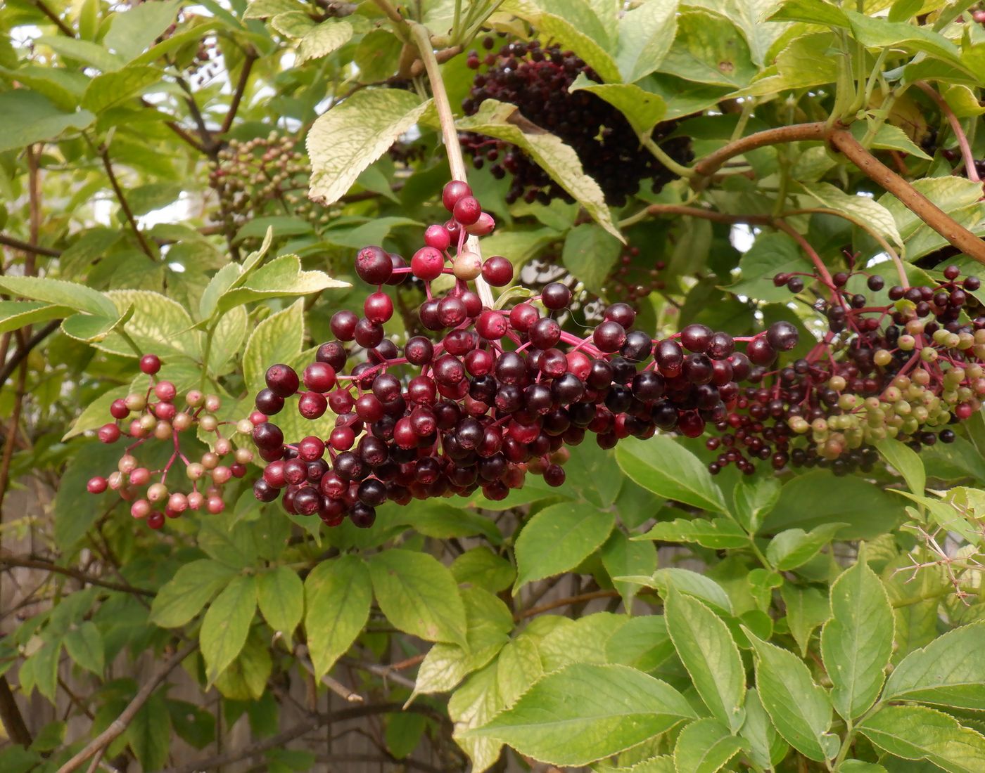Image of Sambucus nigra specimen.