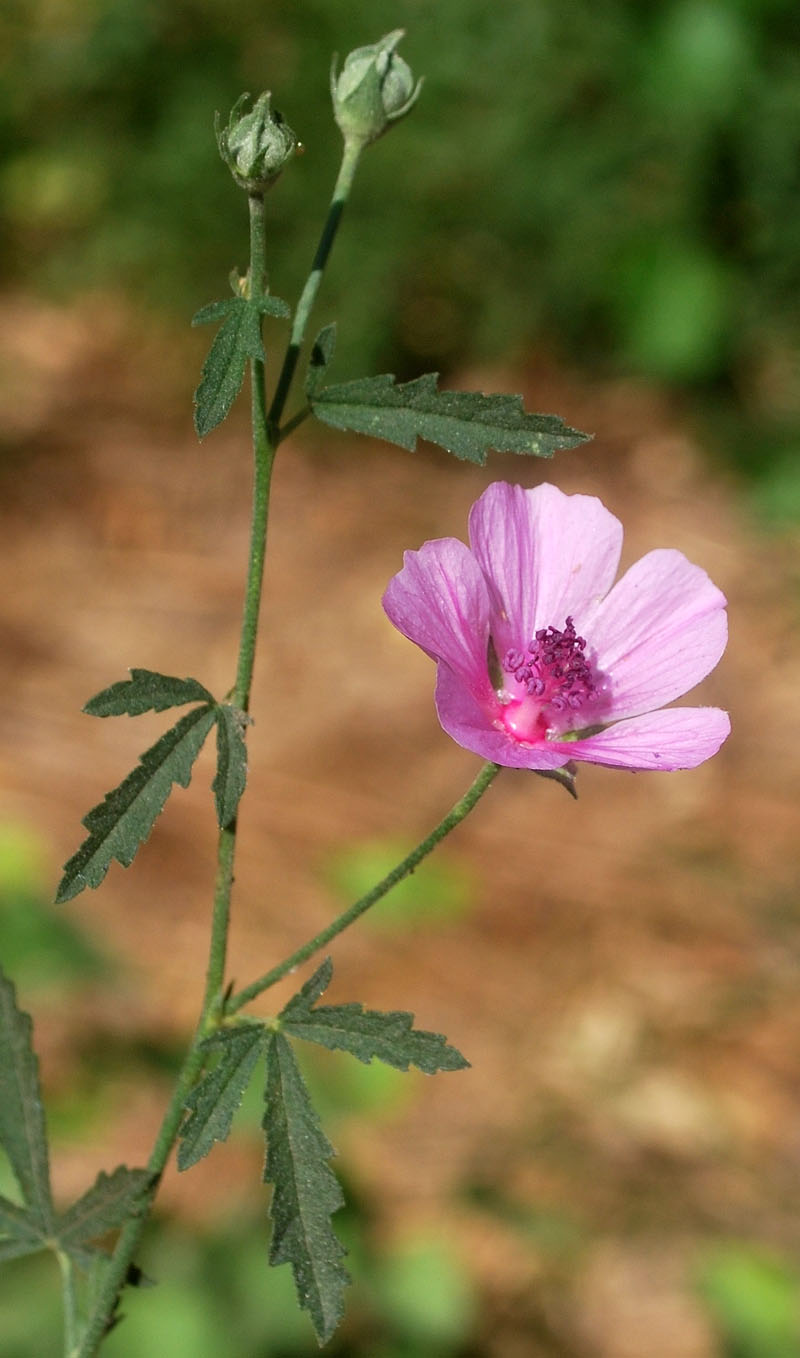 Image of Althaea cannabina specimen.