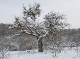 Quercus robur. Покоящееся старое дерево с паразитирующей на ветвях омелой белой (Viscum album). Краснодарский край, Крымский р-н, окр. станицы Неберджаевская, ур. Темрючки, терраса перед спуском к ущелью с ручьём. 16.01.2021.