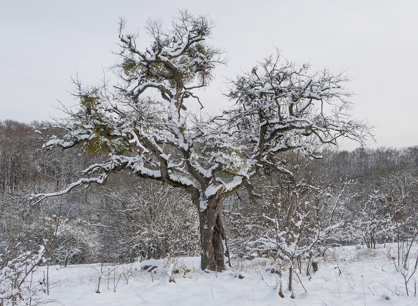 Изображение особи Quercus robur.