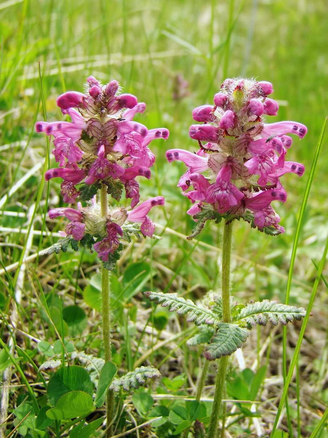 Изображение особи Pedicularis verticillata.