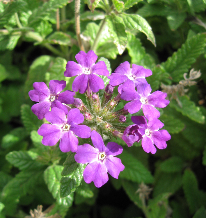 Image of Glandularia &times; hybrida specimen.