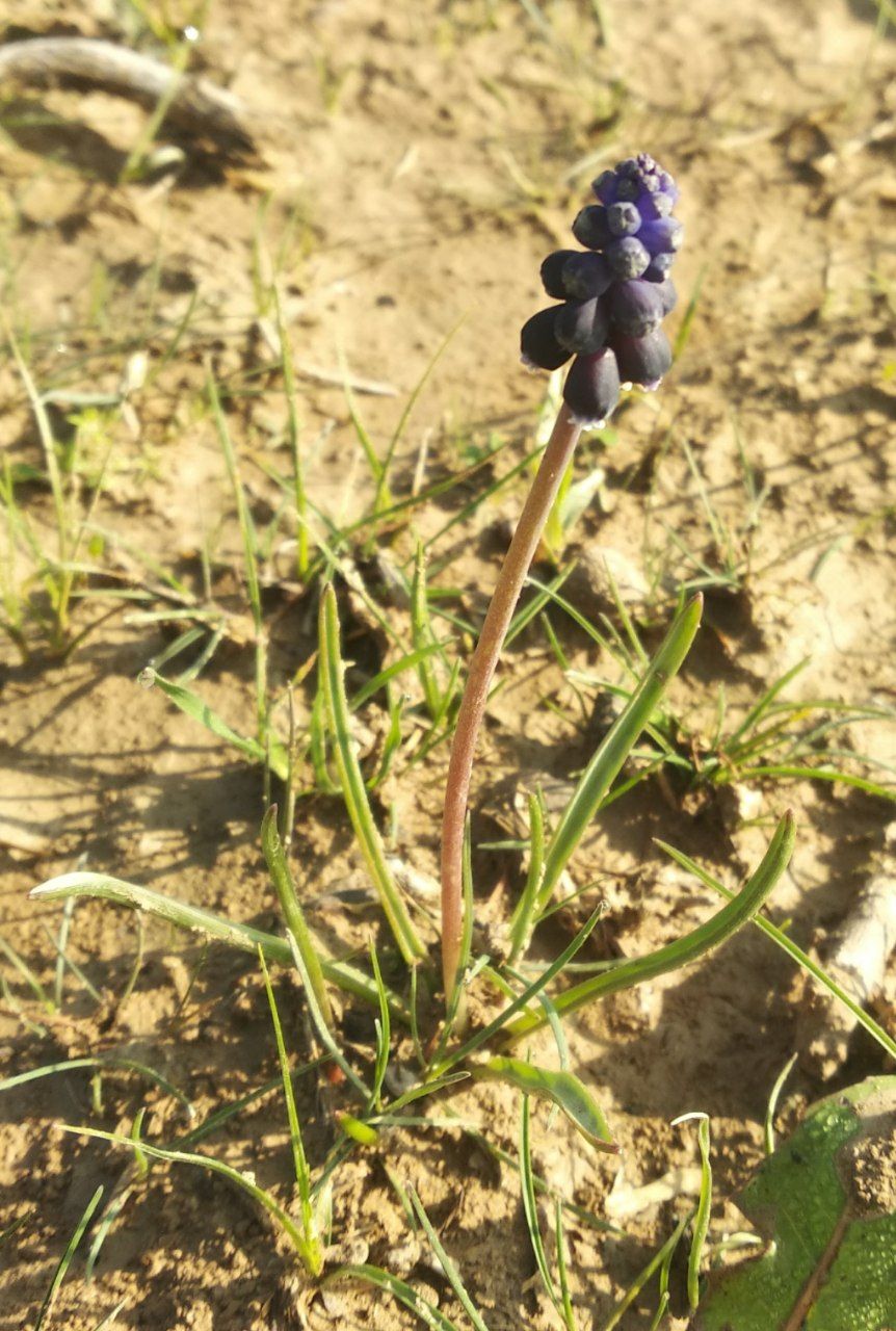 Image of Muscari leucostomum specimen.