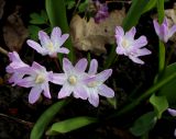 Chionodoxa luciliae var. rosea