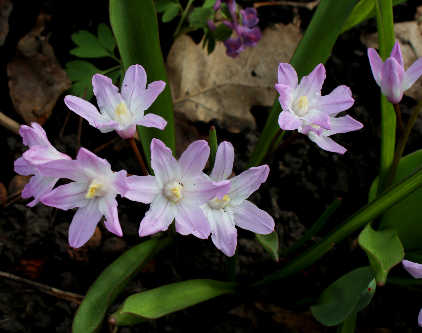 Изображение особи Chionodoxa luciliae var. rosea.