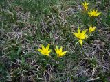 Gagea neo-popovii. Цветущие растения. Кыргызстан, южный макросклон Киргизского хребта, подъём на перевал Отмёк из Таласской долины, около 2500 м, среди сообщества с преобладанием кобрезии низкой. 08.05.2021.