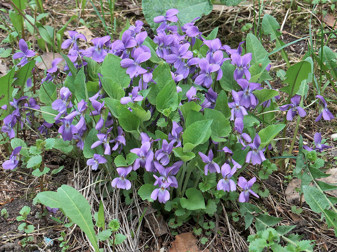 Изображение особи Viola collina.