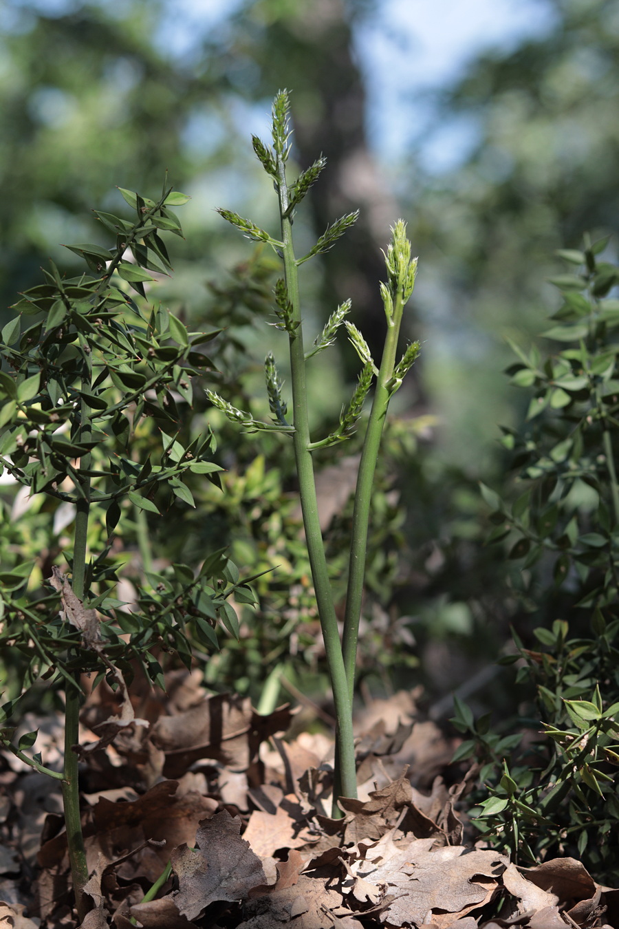 Изображение особи Ruscus aculeatus.