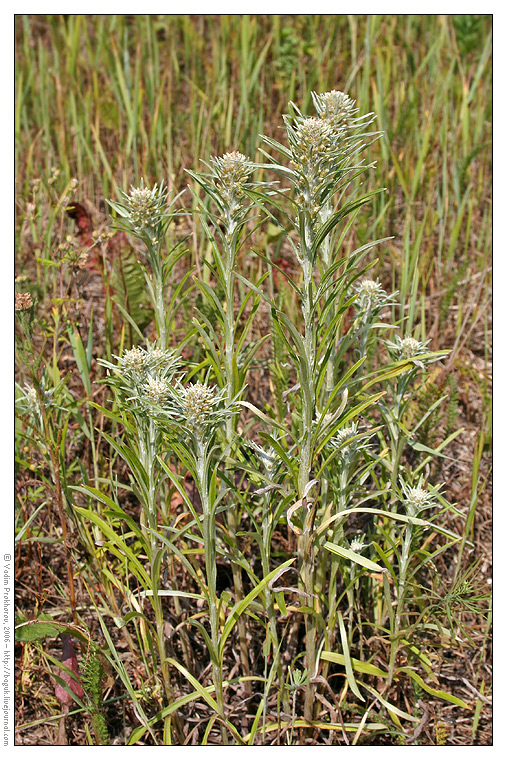 Image of Omalotheca sylvatica specimen.