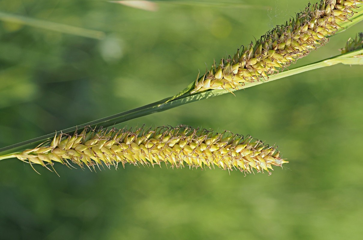 Image of Carex riparia specimen.