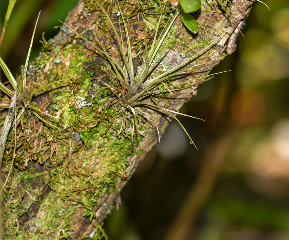 Изображение особи род Tillandsia.