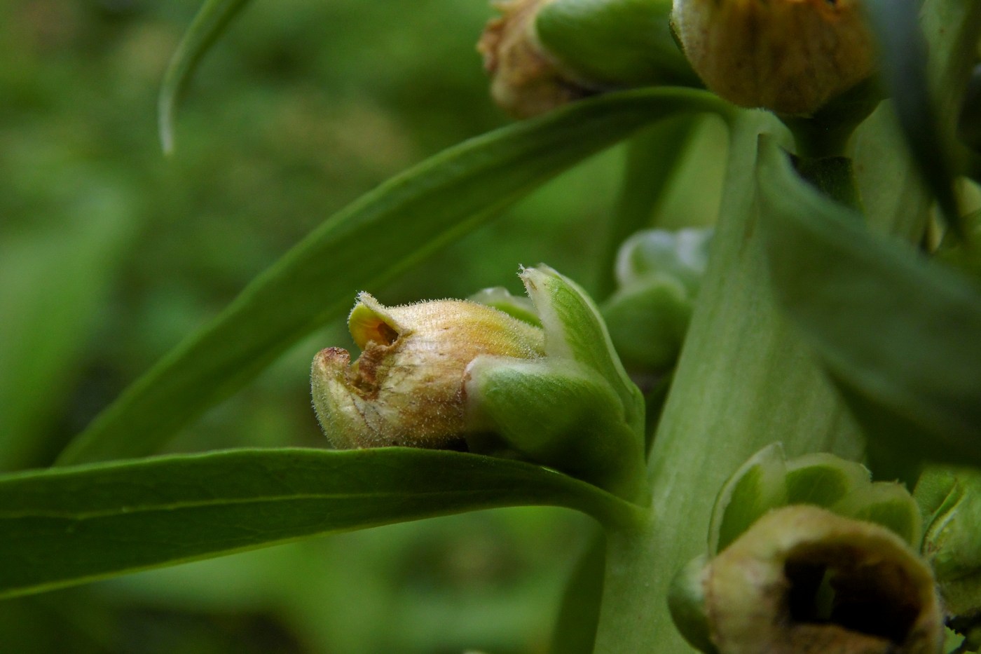 Изображение особи Digitalis schischkinii.