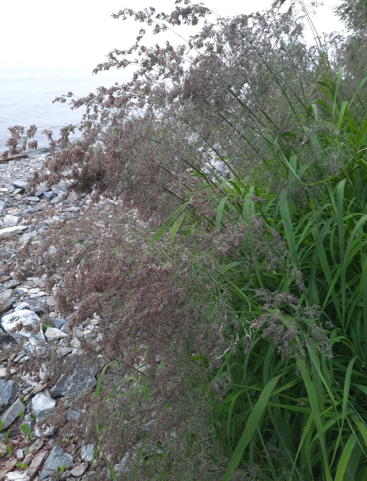 Изображение особи род Calamagrostis.