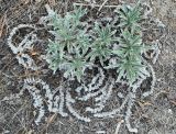 Echium angustifolium