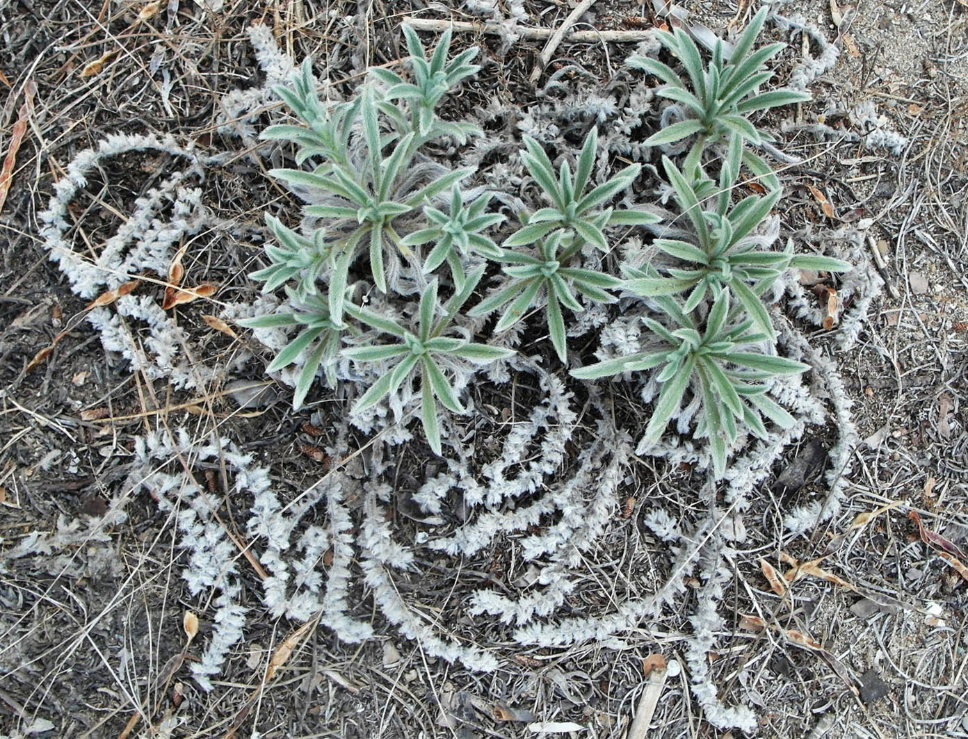 Изображение особи Echium angustifolium.