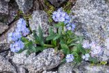 Myosotis alpestris