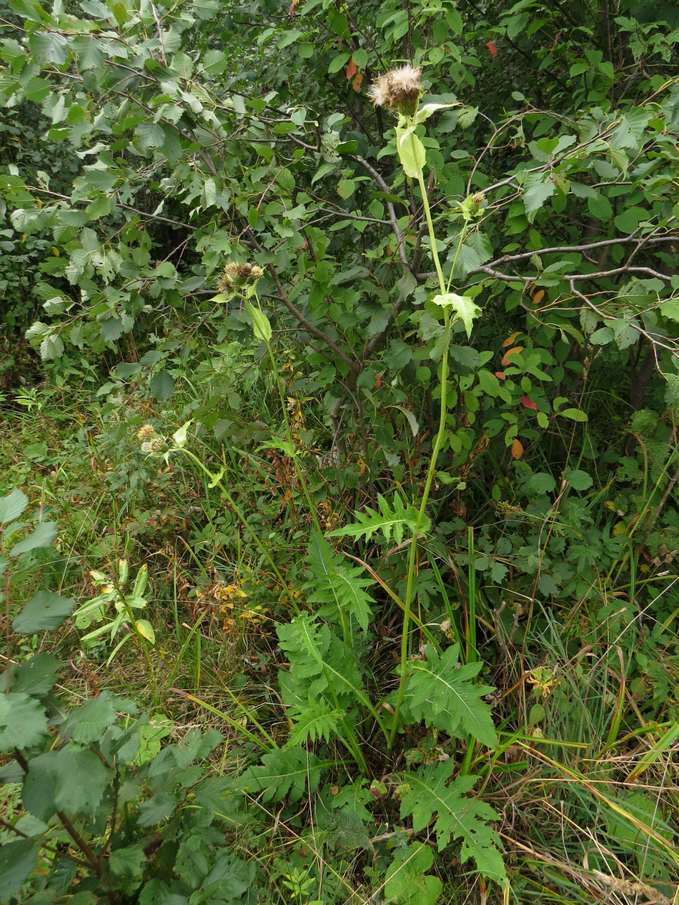 Image of Cirsium oleraceum specimen.