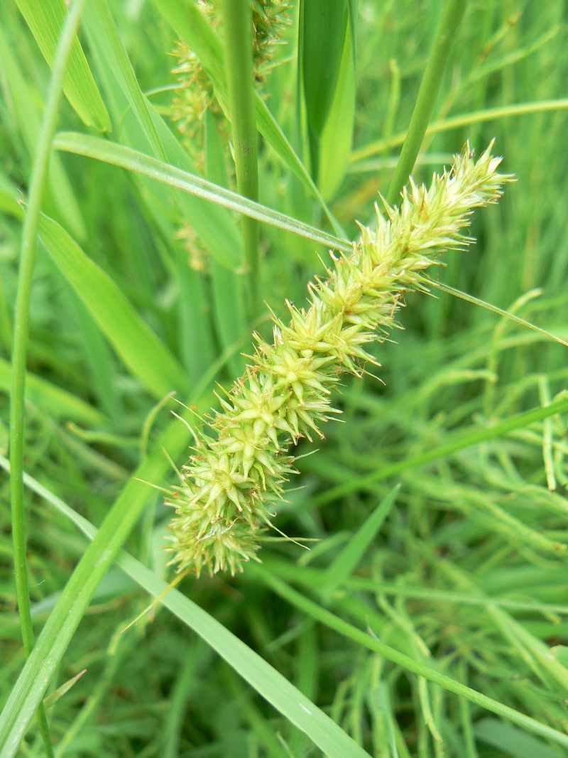 Image of Carex neurocarpa specimen.