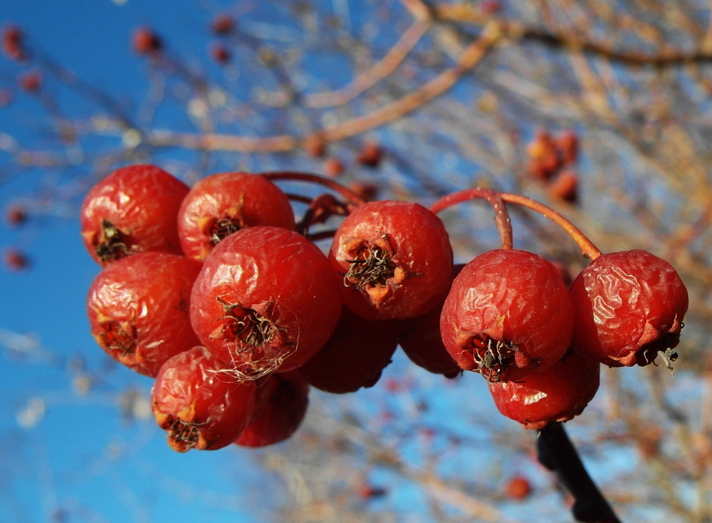 Image of Crataegus korolkowii specimen.