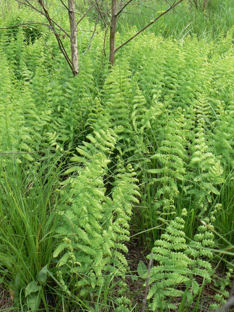 Image of Thelypteris noveboracensis specimen.