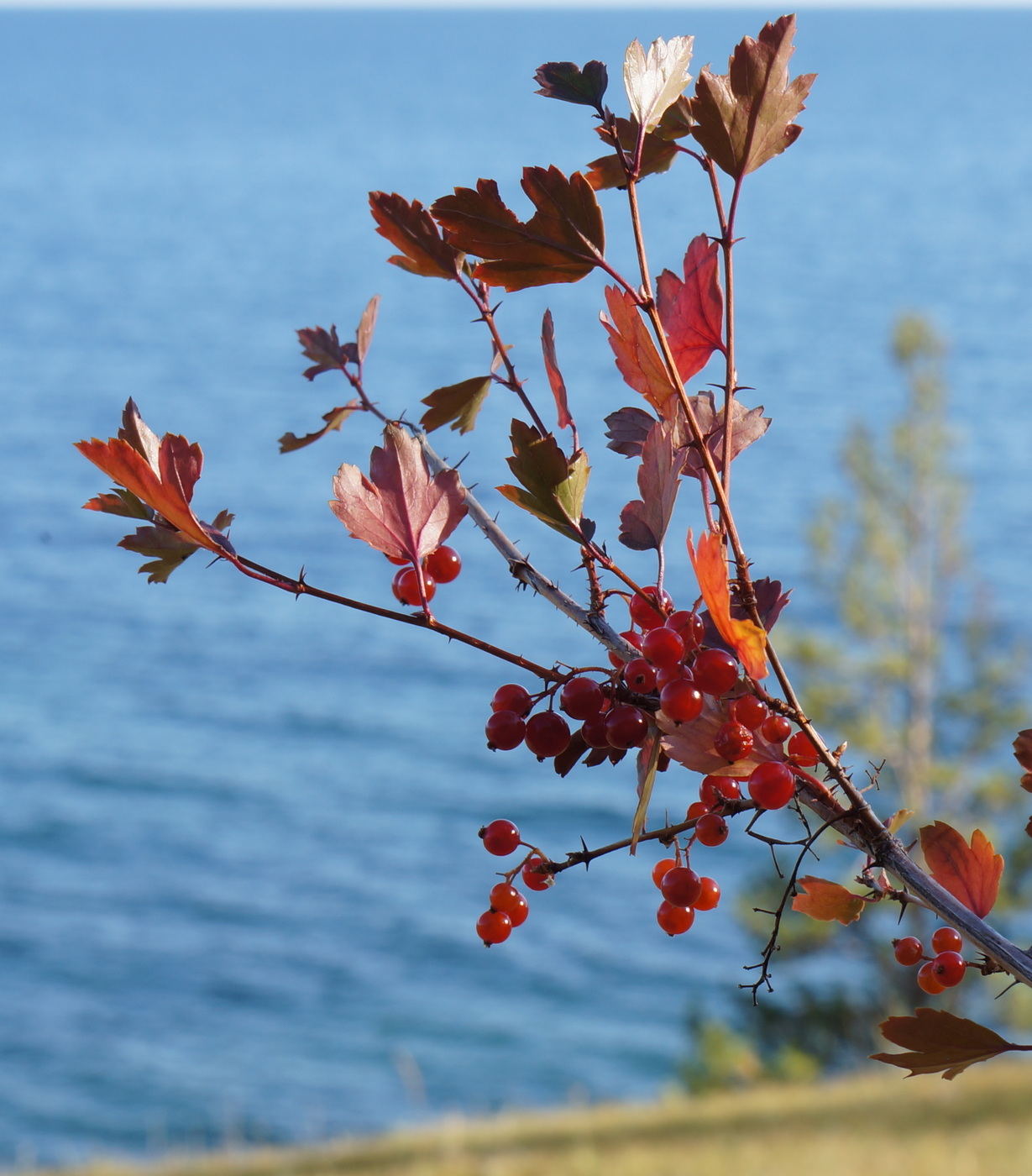 Image of Ribes diacantha specimen.