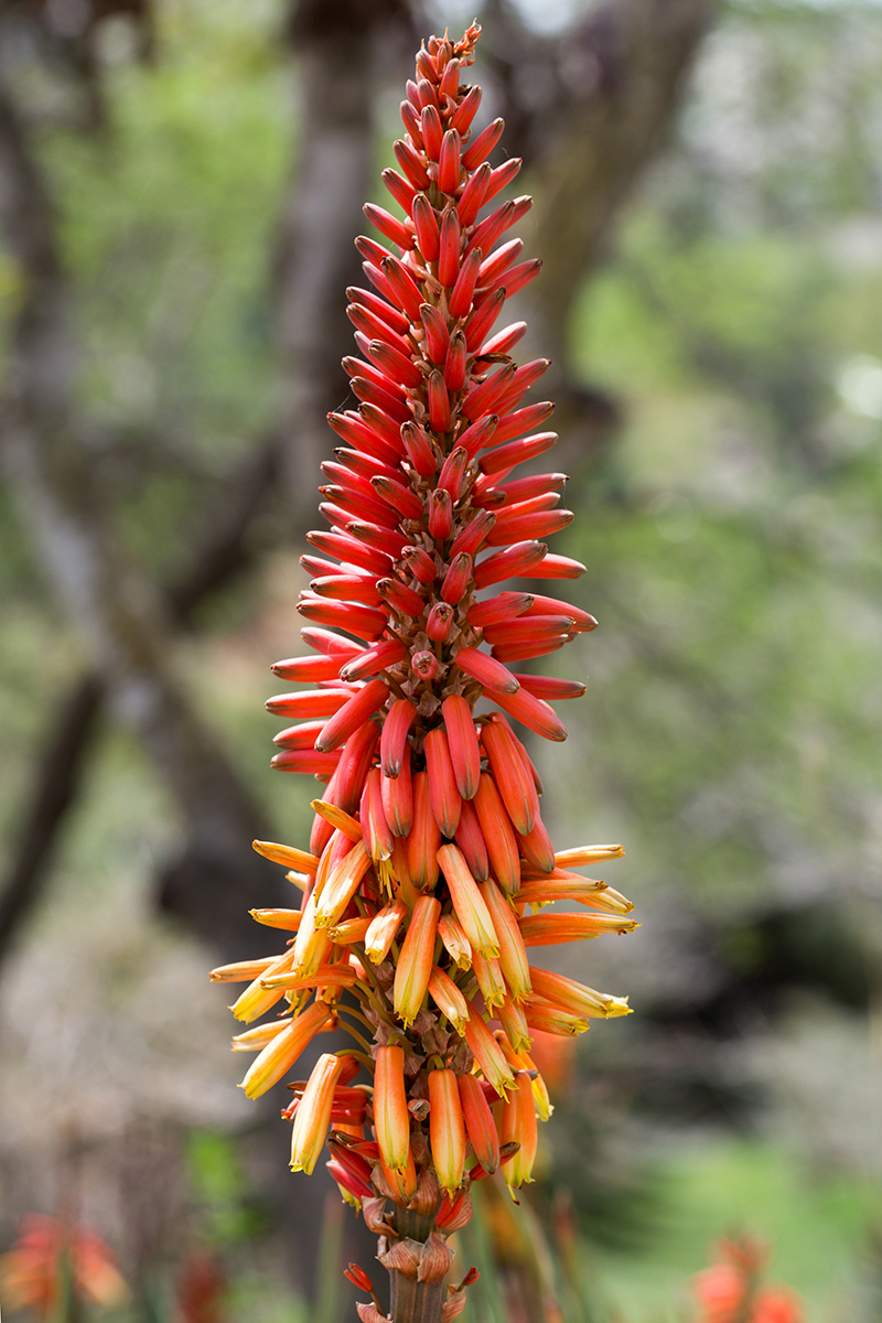 Изображение особи Aloe lutescens.