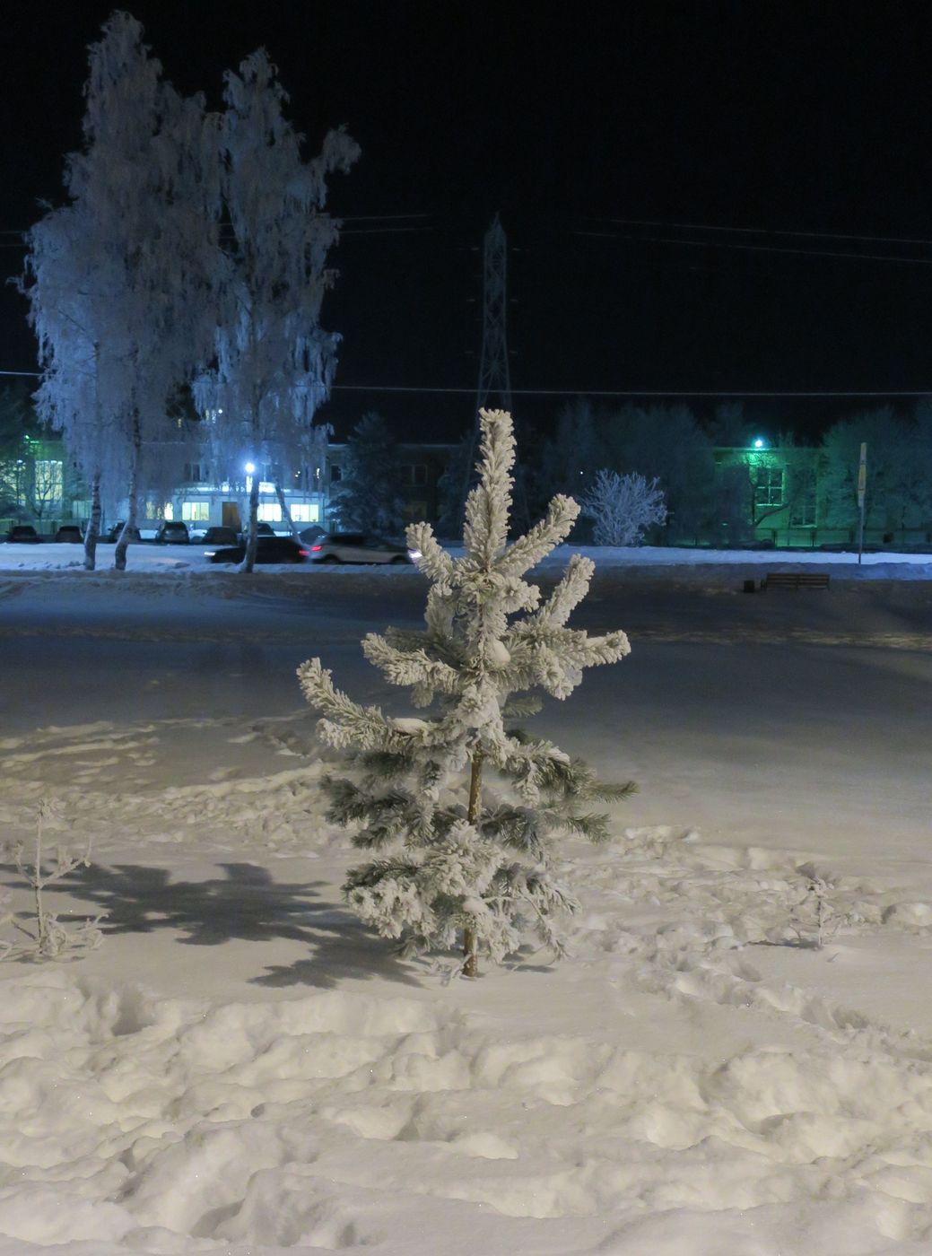 Изображение особи Pinus sylvestris.