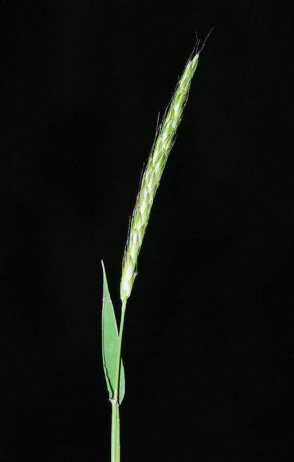 Image of genus Alopecurus specimen.