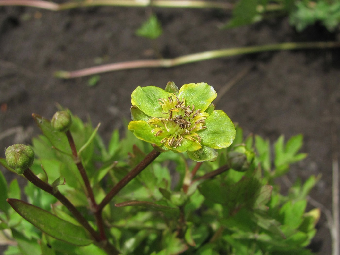 Image of Ranunculus repens specimen.