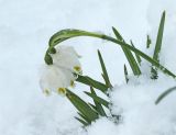 Leucojum vernum