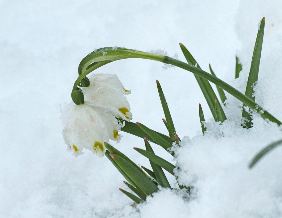 Image of Leucojum vernum specimen.