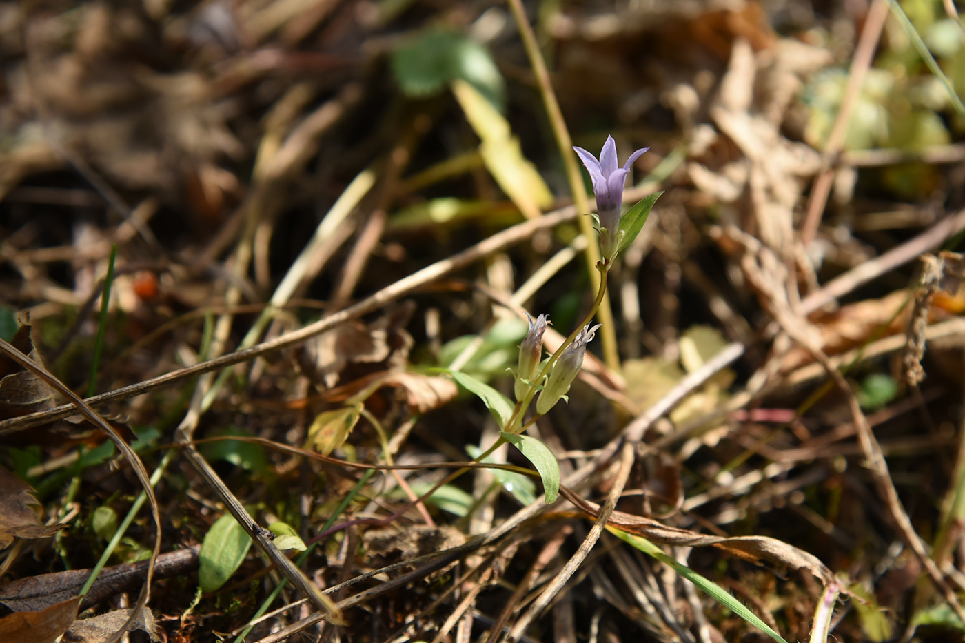 Image of Gentianella turkestanorum specimen.