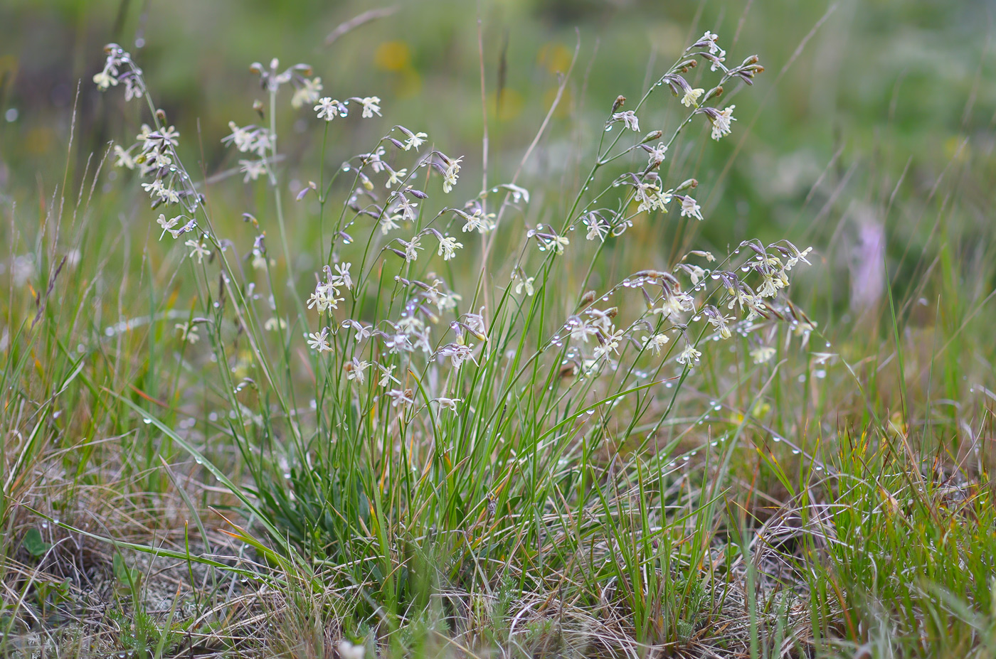 Изображение особи Silene saxatilis.