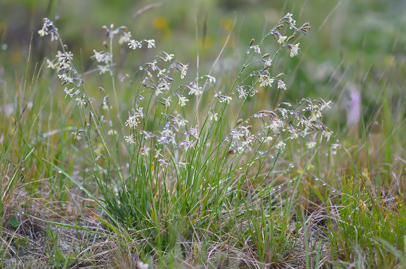 Изображение особи Silene saxatilis.