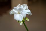 Pelargonium hortorum