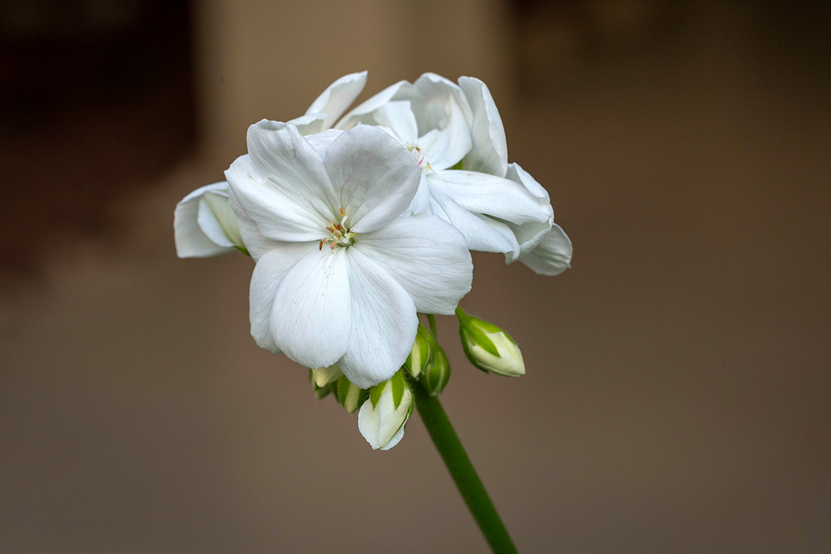 Image of Pelargonium hortorum specimen.