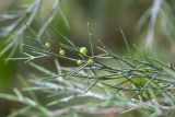 Colletia spinosissima. Верхушка веточки с плодами. Абхазия, г. Сухум, Сухумский ботанический сад, в культуре. 14.05.2021.
