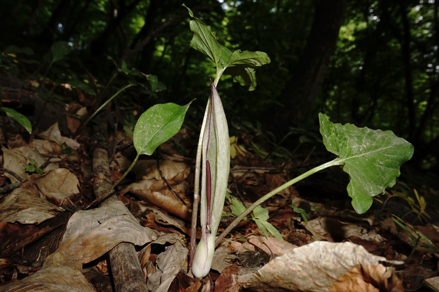 Image of Arum amoenum specimen.