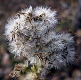 Solidago virgaurea